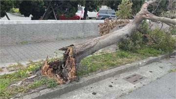 16縣市強風特報 台東8級陣風吹倒樟樹砸車