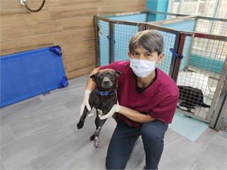 流浪犬左前腳重傷　新北動保處腹部皮膚移植手術助康復