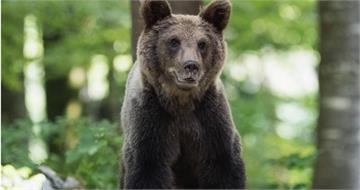 2男北海道登山遇襲！1人慘遭野生熊當場拖走　封山搜索仍下落不明