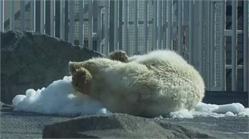 全球熱浪來襲！動物園製冰為北極熊降溫