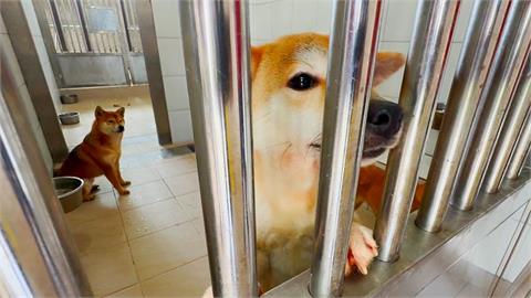竹苗現「計畫性棄養柴犬」　範圍擴大到桃、雙北近30隻