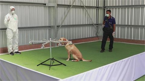 泰國訓練嗅探犬聞出武肺患者 稱準確率近95%
