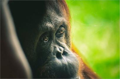 德國研究機構：動物園猩猩比野生猩猩更具好奇心