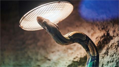 這蟒蛇太迷你僅30公分長！專家曝厄瓜多新品種能「裝死」禦敵