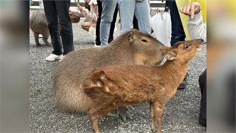 快新聞/張美阿嬤兒空投毒藥報仇員工跳槽 阿嬤:兒子是巨嬰