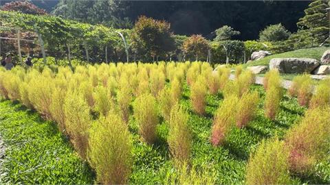 夏日避暑勝地！　杉林溪超萌"波波草"成限定地景