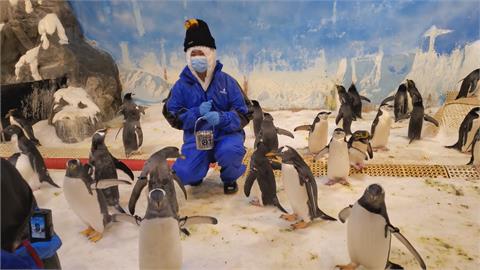 屏東海生館推企鵝餵食體驗　如踏上南極！逾2千人搶報名
