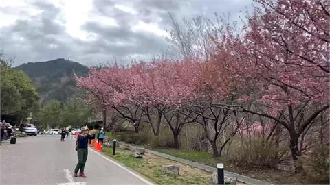 武陵農場交管結束！今湧大批賞花車潮　車陣綿延近四公里