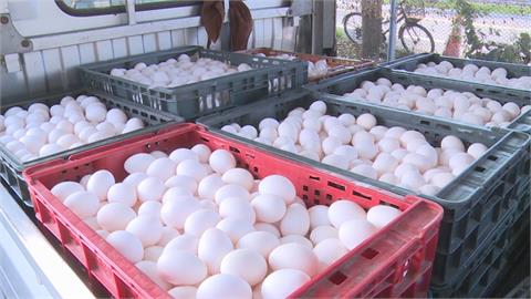 夏季雞蛋每台斤批發價23.5元　近期上升到32.5元