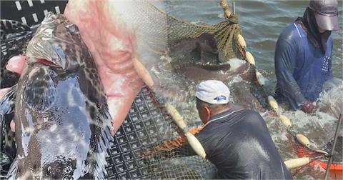 快新聞／台灣「運搬石斑魚」漁船申報不實　漁業署重罰15萬怒送檢調