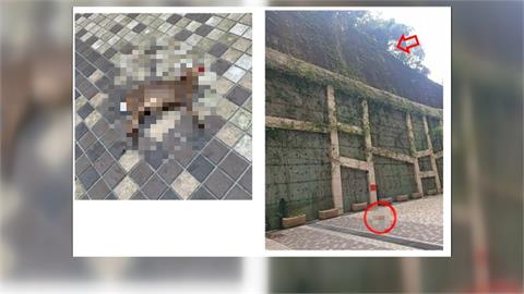 鄰近社區擋土牆3~4層樓高　基隆復育公園再現「山羌摔死」