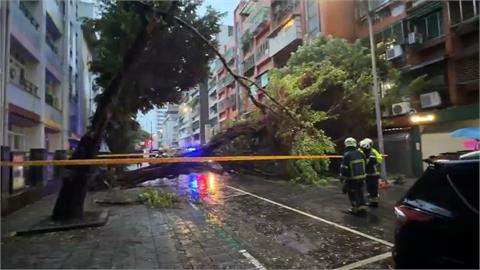 巴威颱風釀北市444件災情　其中351件為路樹倒塌