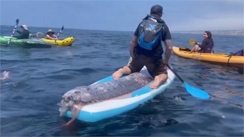 「末日魚」現蹤南加州　2天後洛杉磯就地震