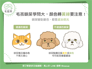 【MaoUp 知識王】毛孩眼屎學問大！顏色轉黃綠要注意！