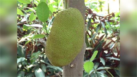 馬來西亞肥胖問題嚴重　業者推健康「波羅蜜替代肉」