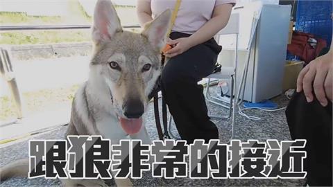 稀有狗狗出沒！訓犬師現身寵物路跑　見「捷克狼犬」籲：新手不要養