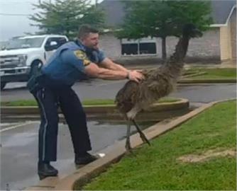 美路州警搜捕「脫逃鴯鶓」　網笑：應徵時應沒想過要抓鳥