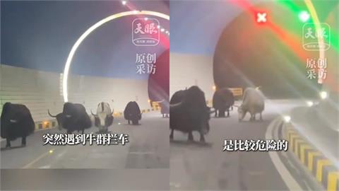 西藏自駕遇犛牛「死不讓路」！驚人巧合她見「隧道外這幕」喊：救了一命
