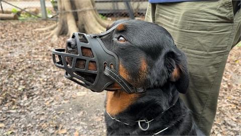 又是牠！會開窗的比特犬再攻擊人　　飼主稱「如同自己兒子」盼別沒入
