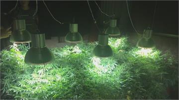 全台最大! 自耕農種大麻市價破六億