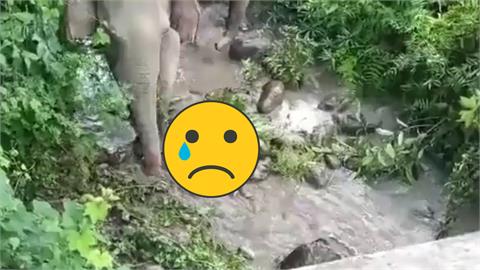 印度母象「不願放棄希望」拖幼子屍體走2公里　溪邊悲鳴惹網心疼