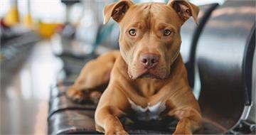 北市比特犬11日內咬傷2人　傷者出現「8情況」應立即就醫