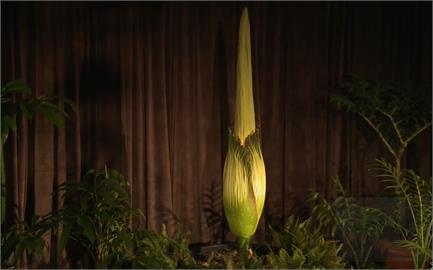 瀕危「屍花」睽違15年將盛開！雪梨皇家植物園「全程直播」千人線上守候