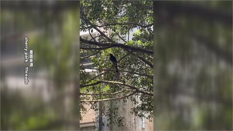 政大校園山林占地52公頃　野生動物多獲農業部「這認證」