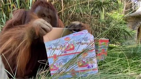 智利動物園提前慶祝耶誕　送「住民禮物」喚起動物本能