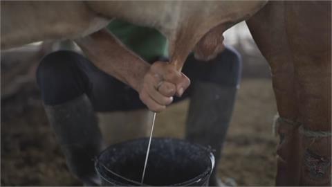 委瑞內拉鬧汽油荒　奶製品運不出去重創酪農生計