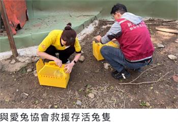 八里餐廳非法展演致大量兔隻死亡　新北動保處：最重可罰200萬