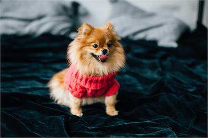 狗狗臭屁王出爐！「這隻萌犬」奪冠飼主們超崩潰：味道像腐爛…