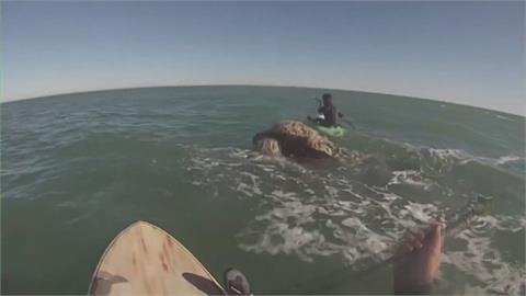 阿根廷沿岸海域玩立槳　兩遊客上演「鯨魚奇遇記」