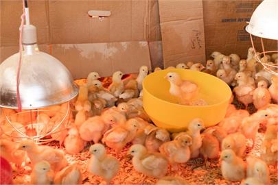 只生母雞、70億隻公雞免死　以色列新基因技術盼顧動物權