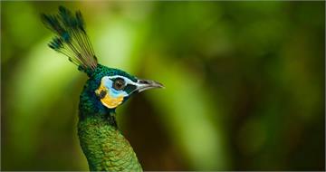 12生肖本周運勢 屬猴者人氣最旺、屬狗者全方位上榜