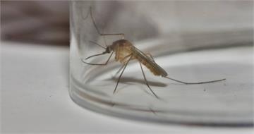 為消滅病媒蚊！　Google擬向加州、佛州釋放3200萬隻「基改蚊子」