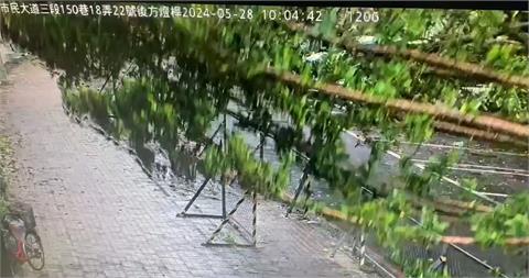 快新聞／北科大路樹倒塌！　學生路過遭壓傷、汽車慘被波及
