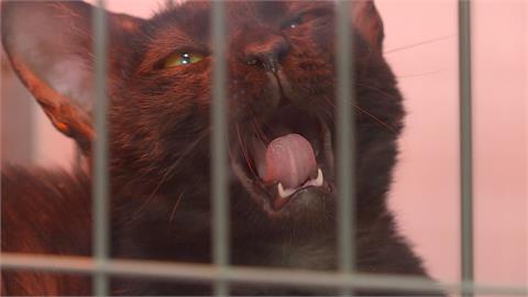 新北８間動物之家收容上千貓狗　品種貓狗無人收養