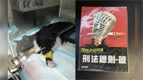 快新聞／沈伯洋過往學生+1！律師曝暖心往事　救車禍貓留醫藥費