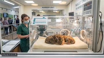中國寧波動物園傳喜訊 2天內誕生5隻超萌小老虎