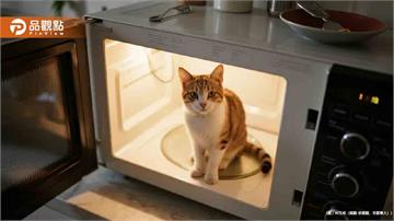 扯！惡劣男炫耀微波爐虐貓「內臟都熟了」 5隻領養貓全失蹤　遭重罰15萬