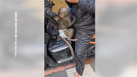 三重赫見「尿布小猴」　遭動保處帶回安置　飼主下場慘了！