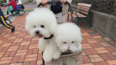 寵物界的KOL！　比熊犬「里萊兄弟」萌樣超吸睛　人氣堪比大明星