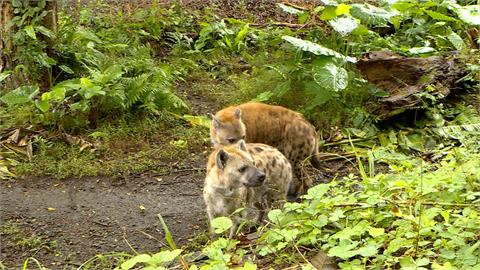 離譜！男翻越圍欄逗弄鬣狗　北市動物園：脫序行為依法究辦