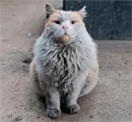 火車站之王《灰塵貓》 看起來好像很需要洗個澡的樣子