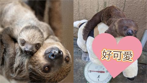 不想量體重啦！日本動物園拿1物「樹懶寶寶乖乖趴好」萌度破表…全網融化了