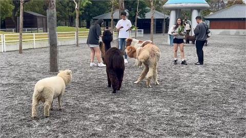 王男投藥毒害動物　張美阿嬤農場臉書嗆：兒子是巨嬰
