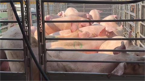 豬瘟禁令解封！大安肉品市場大消毒　交易熱絡豬價平穩