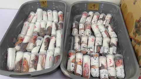 廈門返台夾帶304隻活體昆蟲！海關示警：最重恐關7年、重罰300萬