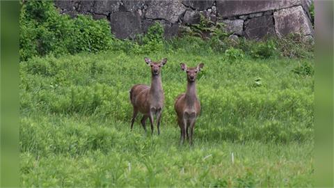名古屋城外鹿群凋零「剩2頭」　研擬從京都帶回新生力軍